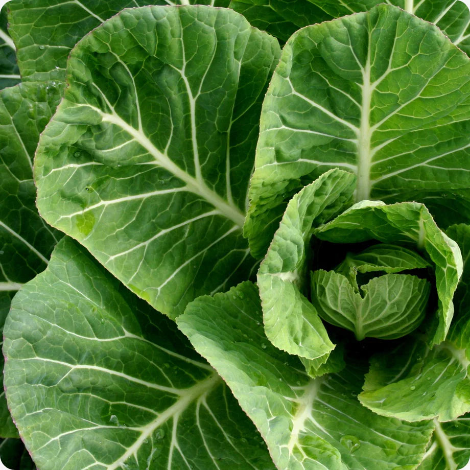 Collard Green Vegetable Seeds for Gardeners