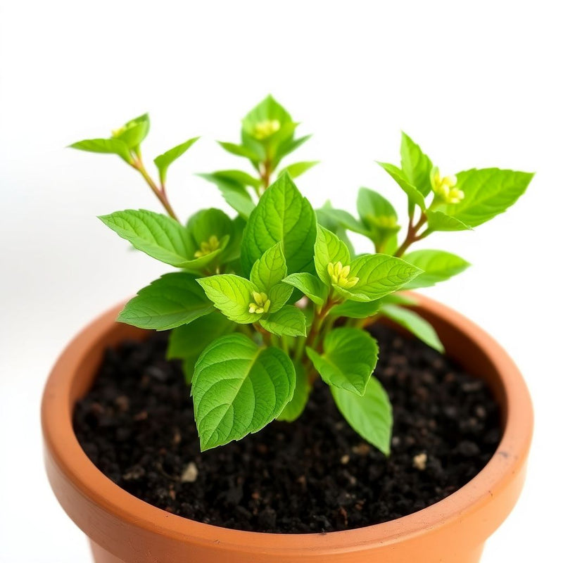 Acmella Flower seeds for Planting - Cut Flower Favorite, Heirloom & GMO Free Seeds for Home Garden