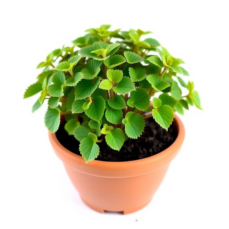 Japanese Perilla Frutescens Seeds, Double Color, Bonsai Garden Supplies