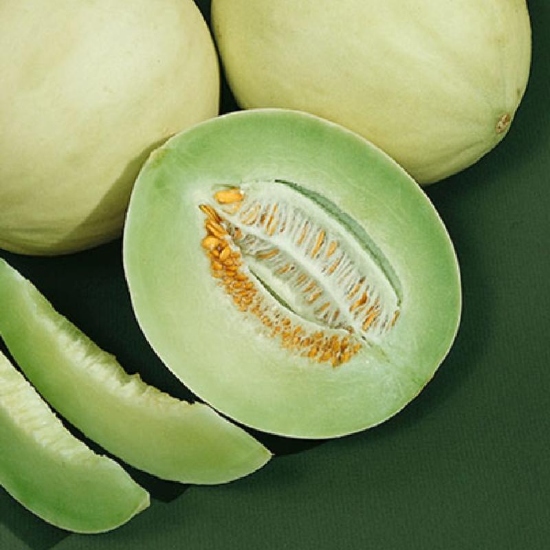 Planting Green Honeydew Melon Seeds, Easy Growing Instructions