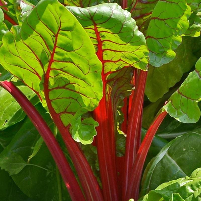 Mixed Swiss Chard Planting Seeds for Your Garden