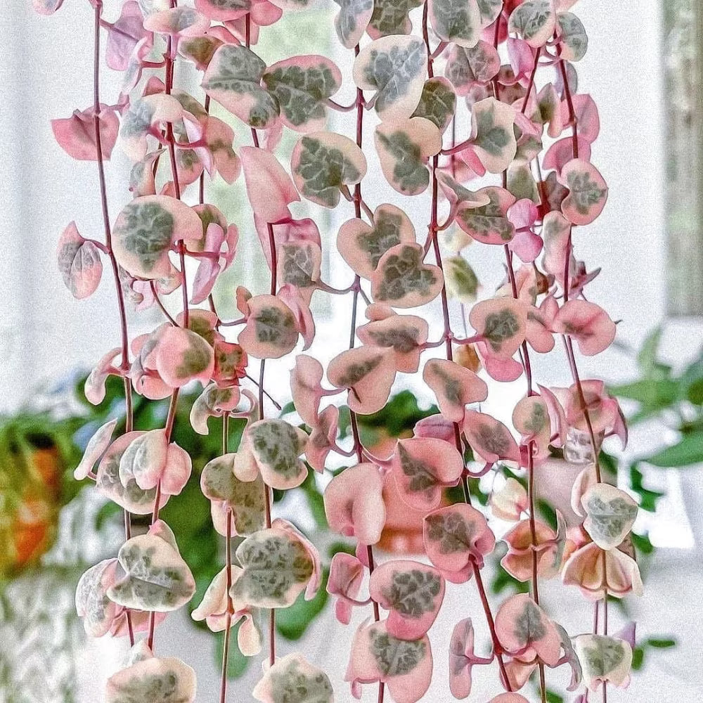 Ceropegia String of Hearts Pretty Pink Seeds Flower seeds for Planting - Low Maintenance, Heirloom & GMO Free Seeds for Home Garden