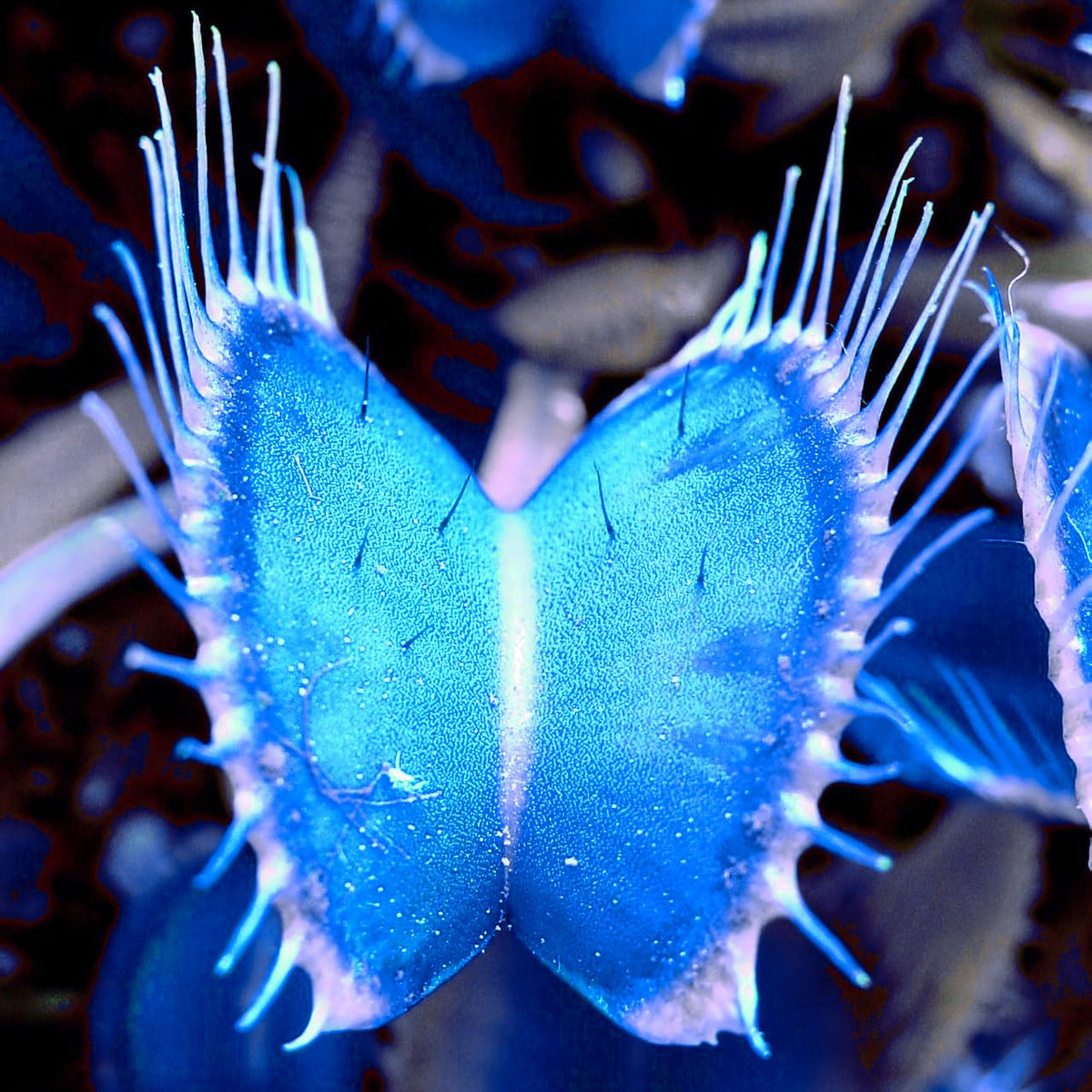 Non-GMO Venus Fly Trap seeds