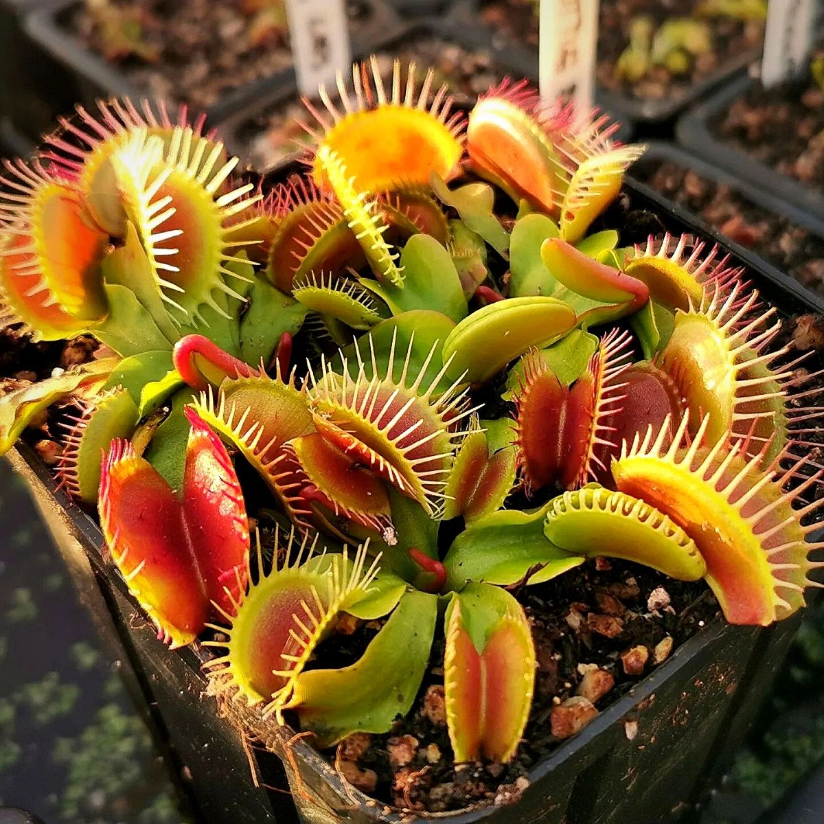 Mixed Venus Fly Trap Flower seeds for Planting - Garden Favorite, Heirloom & GMO Free Seeds for Home Garden