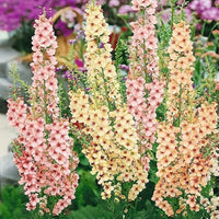 Antique rose Verbascum seeds for planting
