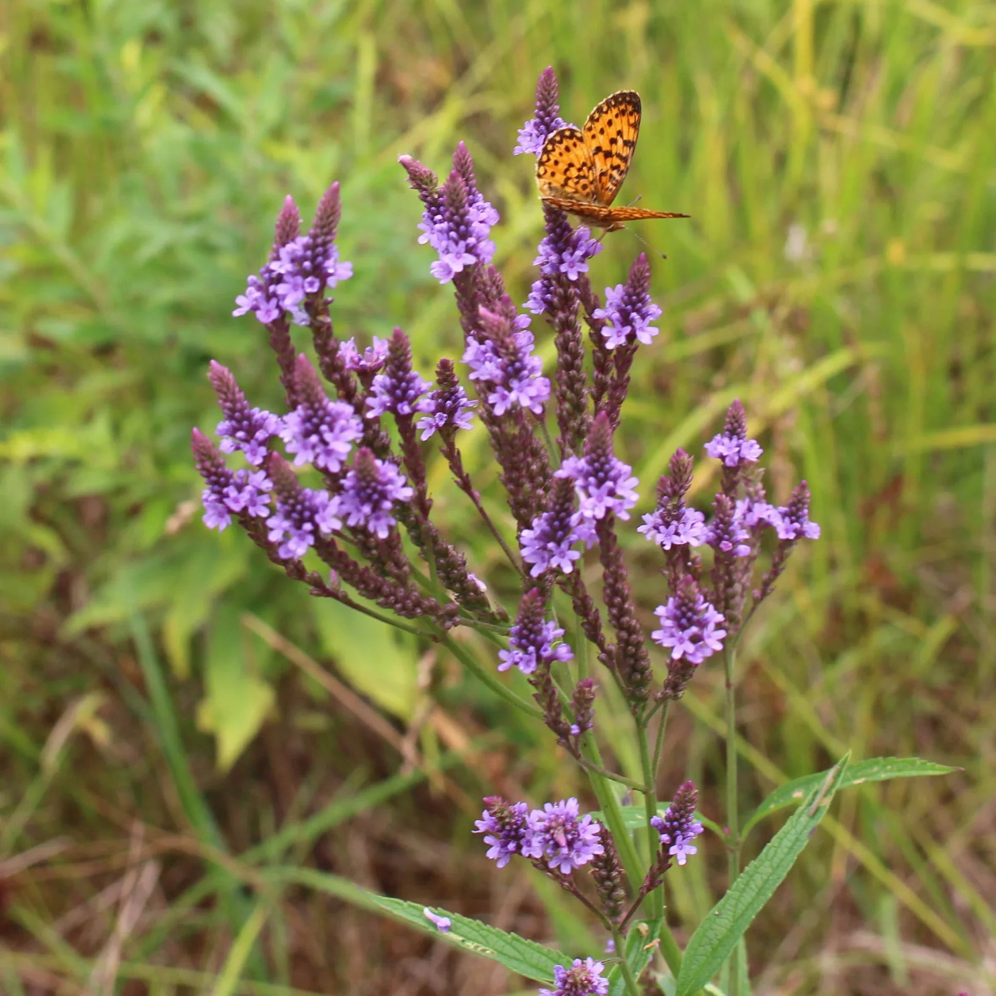 Non GMO Blue Vervain seeds