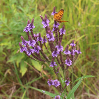Non GMO Blue Vervain seeds