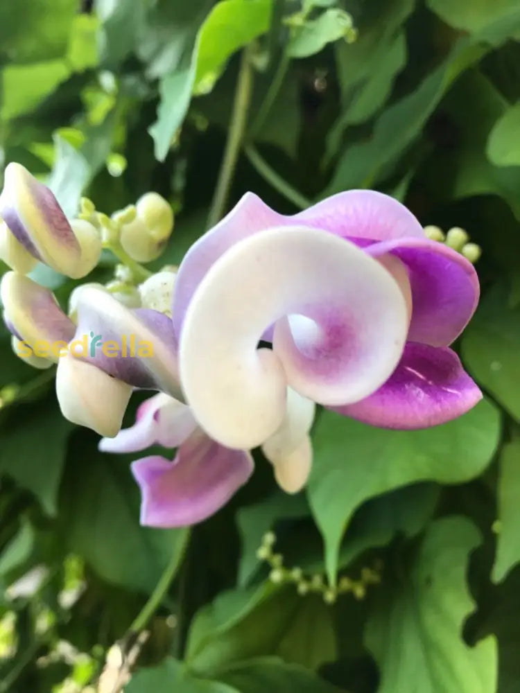 Non GMO Vigna Caracalla planting seeds