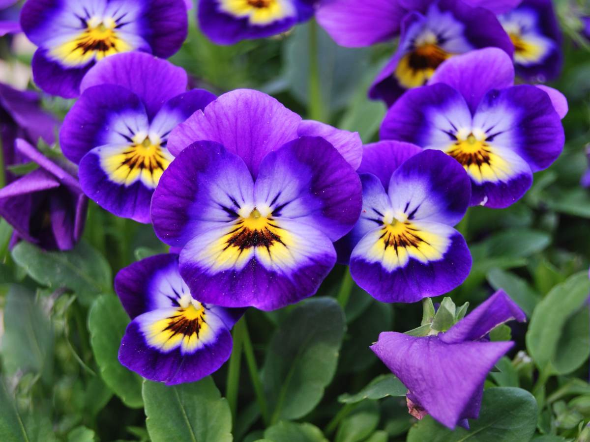 Ornamental Viola Germania plants with mixed blooms