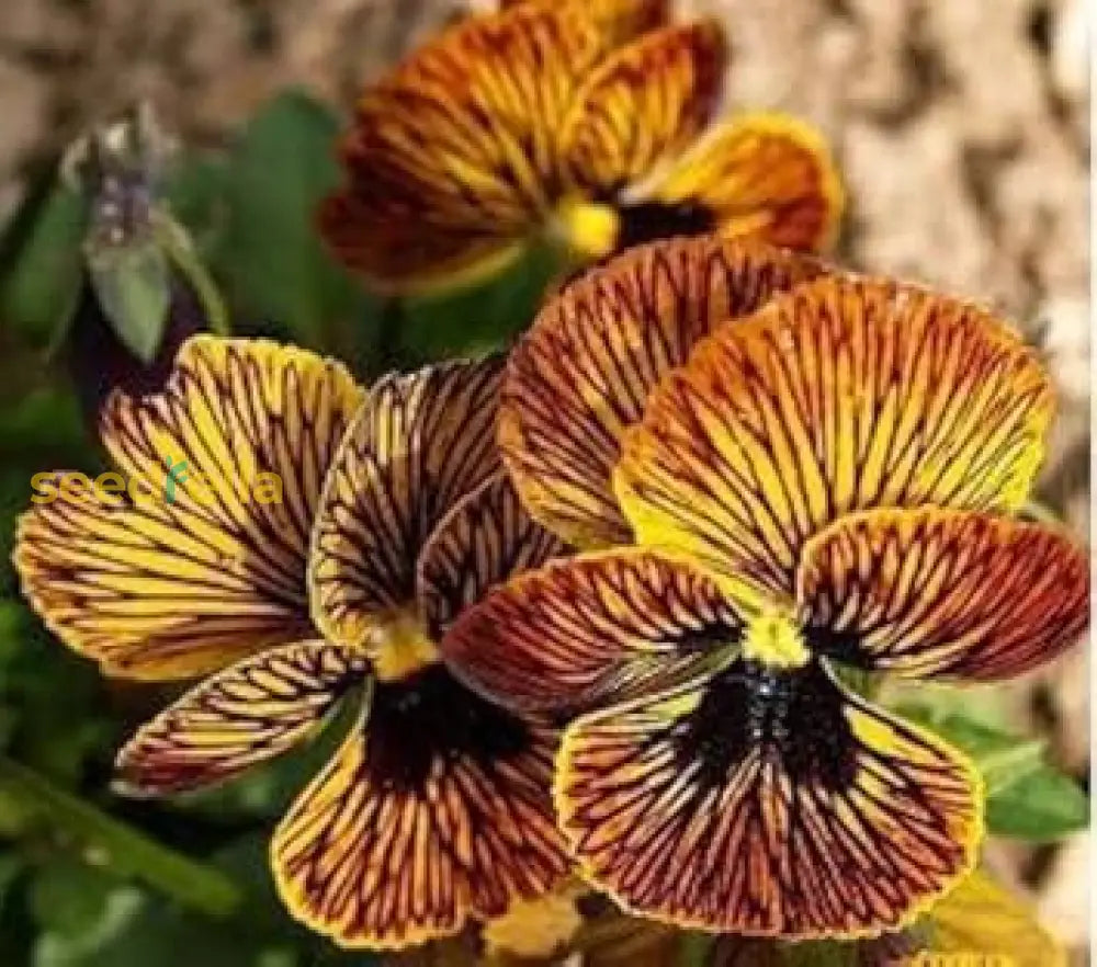 Mixed Tiger Viola seeds for planting