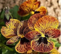 Mixed Tiger Viola seeds for planting