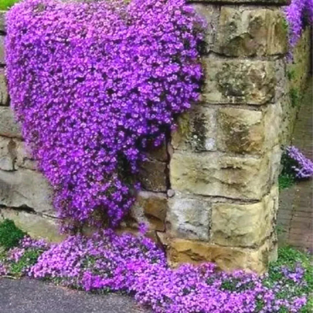 Violet Aubrieta Cultorum ground cover plant