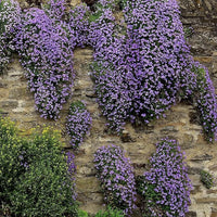 High germination Violet Aubrieta Cultorum seeds