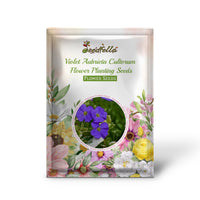 Violet Aubrieta Cultorum flowers blooming in garden