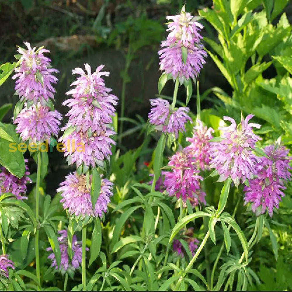 Violet Citriodora flower seeds for easy planting