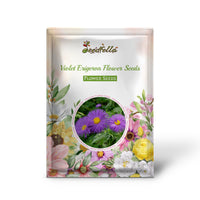 Violet Erigeron flowers blooming in garden