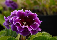 Violet Gloxinia flower seeds for planting