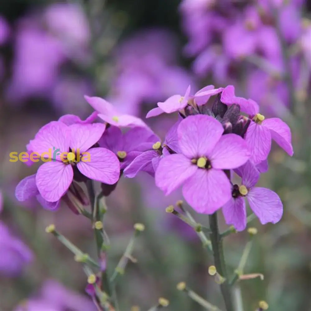 Non GMO Violet Linifolium seeds