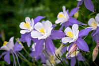 Non GMO Violet White Columbine flower seeds