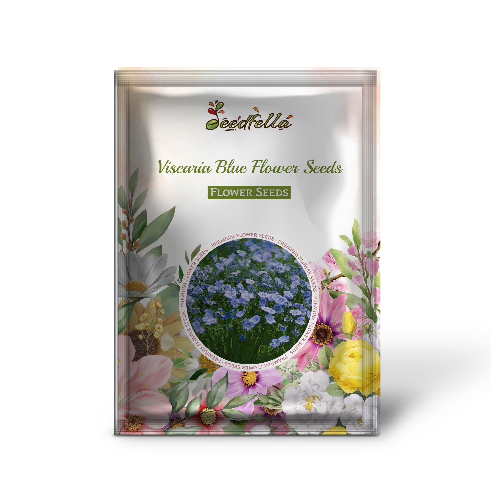 Bright blue Viscaria flowers in bloom