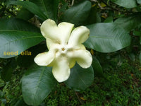Ornamental Voacanga bloom seeds for home gardens