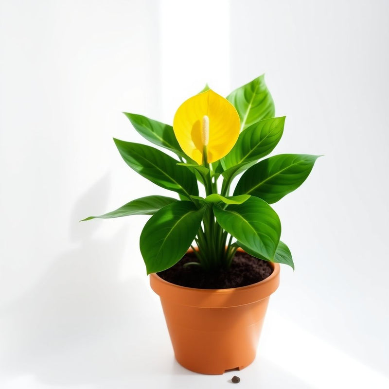 Yellow Anthurium Flower Seeds - Perennial Seeds for Indoor & Outdoor Planting