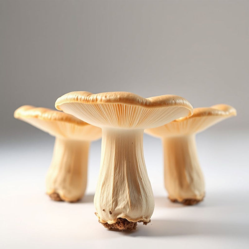 Slippery Jack Mushroom Vegetable Seeds for Planting