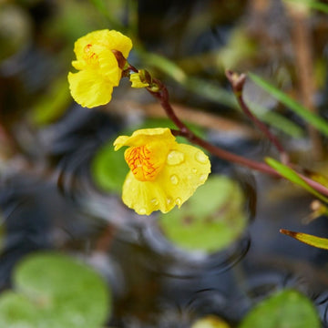 Utricularia Sandersonii Flower Seeds for Planting 1 pcs