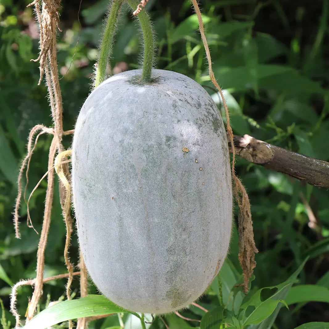Wax Gourd Planting Seeds  Ideal for Your Vegetable Garden