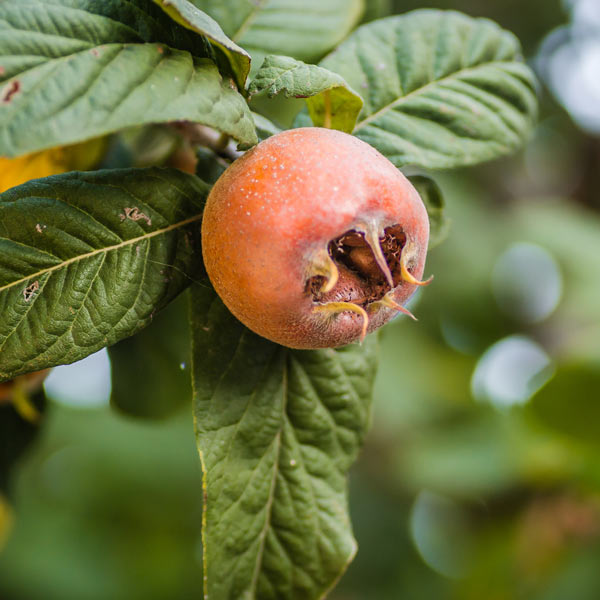 Brown Medlar Fruit Seeds for Planting Guide