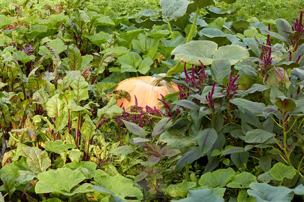 Cream Pumpkin Seeds for Easy Planting - Ideal for Your Garden