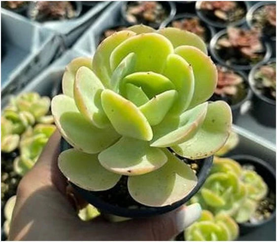 Green Echeveria Palida Flower seeds for Planting - Pollinator Friendly, Heirloom & GMO Free Seeds for Home Garden