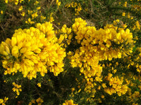 Gorse Ulex Europaeus Flower Seeds for Planting  Hardy Perennial Seeds for Vibrant Yellow Blooms