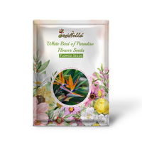 White Bird of Paradise flowers blooming in garden