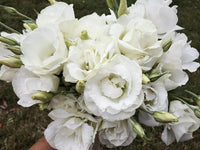 Non GMO White Eustoma seeds