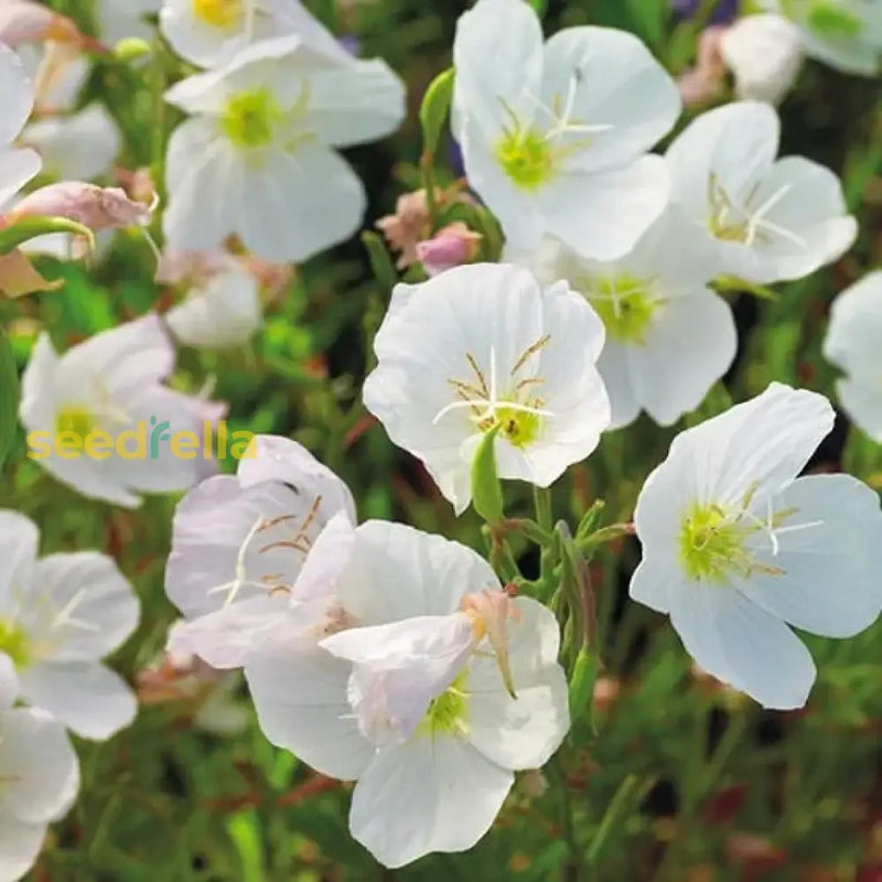 White Evening Primrose flower seeds for planting