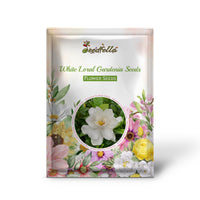 Fragrant white Gardenia flowers in bloom
