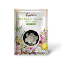 White Gardenia Cape Jasmine fragrant flowers