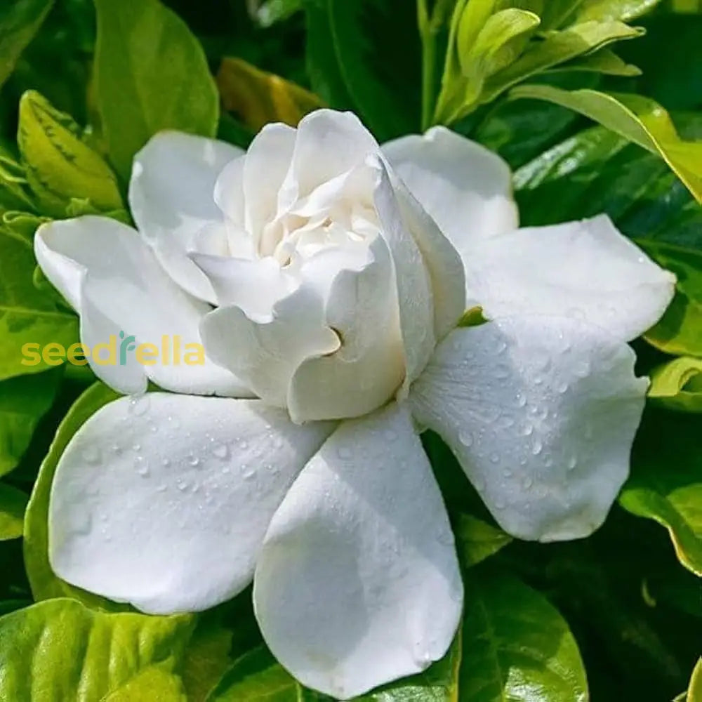 White Gardenia Jasminoides seeds for planting