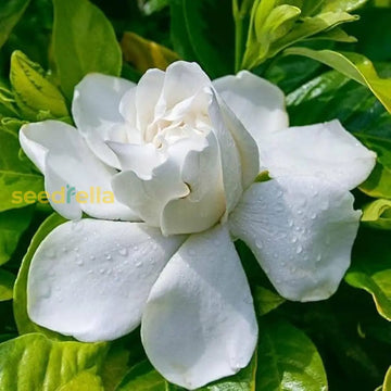 White Gardenia Jasminoides seeds for planting