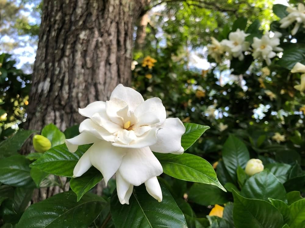 White Gardenia seeds for pots and balconies