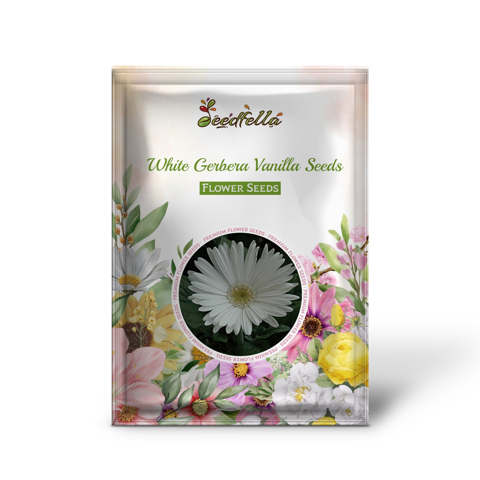 White Gerbera Vanilla flowers blooming in garden