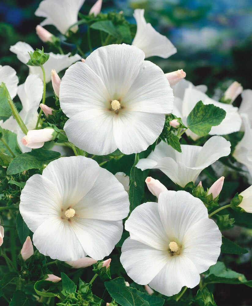 White Lavatera flower seeds for planting
