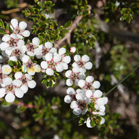 Fragrant White Leptospermum Citratum flowers in bloom