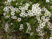 Non GMO White Leptospermum Citratum plant seeds