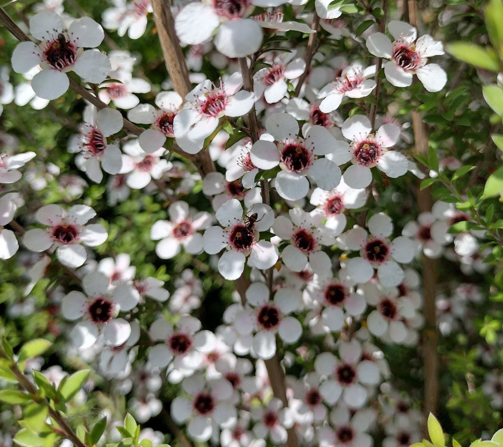 Ornamental White Leptospermum Citratum for landscapes