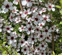 Ornamental White Leptospermum Citratum for landscapes