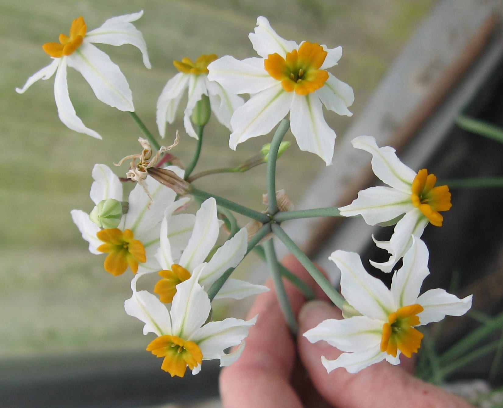 White Leucocoryne used as cut flowers