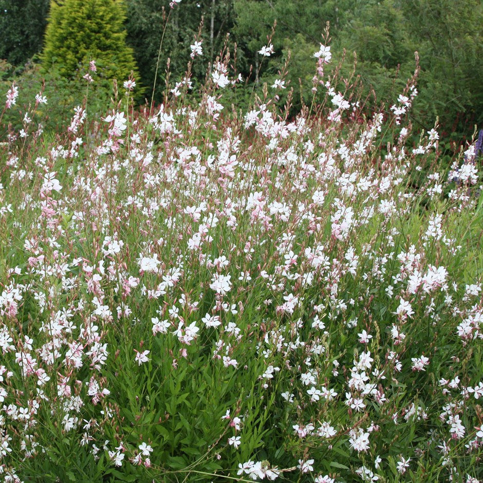 Non GMO White Lindheimeri seeds