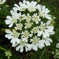 High germination White Lunaria seeds